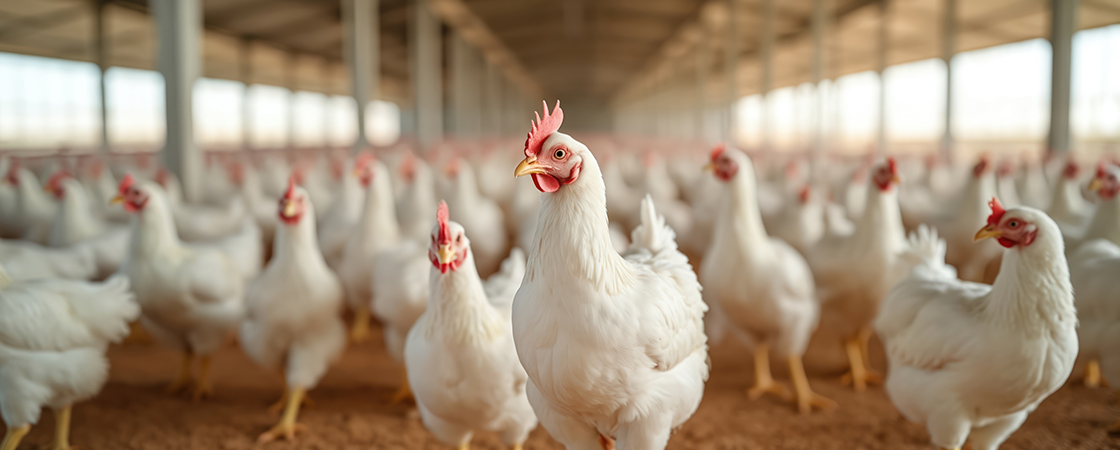 Fermy drobiu i magazyn energii