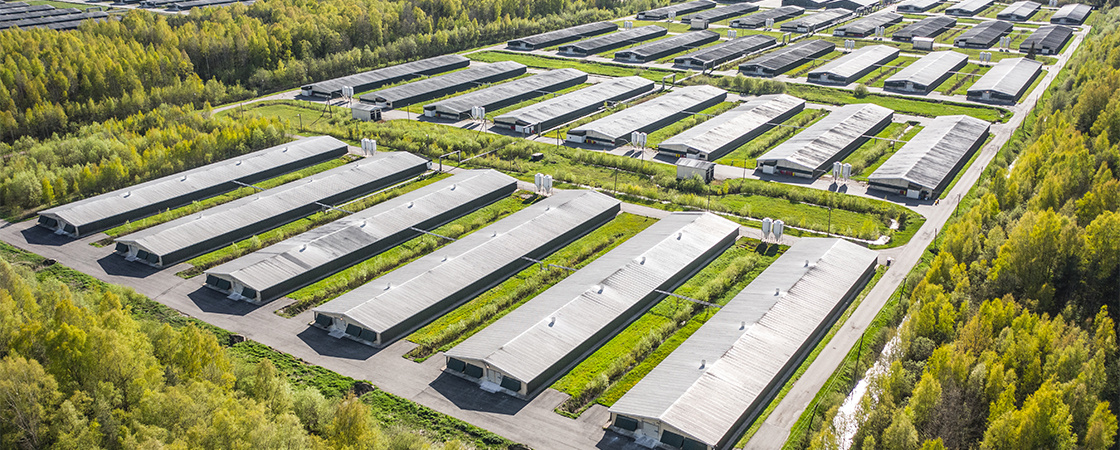 Fermy drobiu i magazyn energii